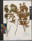 Foto von Salix waldsteiniana Willd.